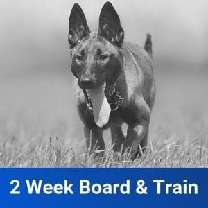 Dog Training Board & Train