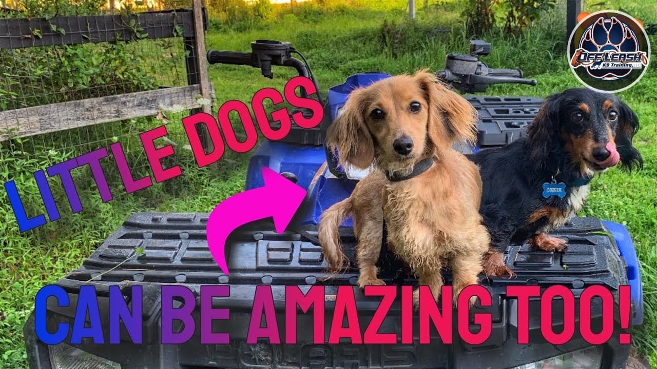 About Off Leash K9 Training of NoVA