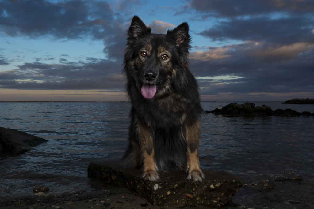 The Best Dog Trainers In Northern Virginia