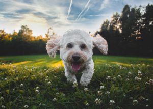 Best Dog Parks Northern Virginia