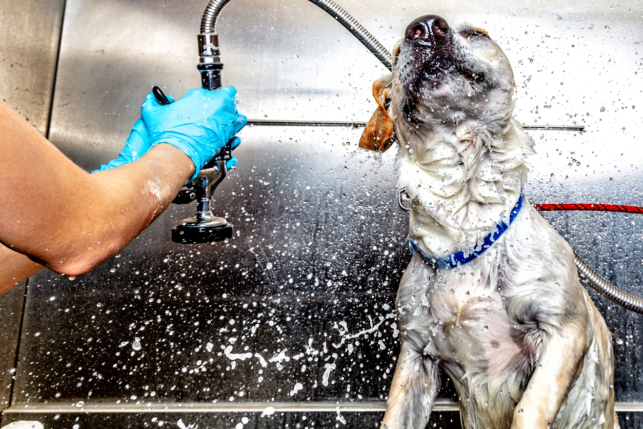 Best Dog Groomers In Northern Virginia