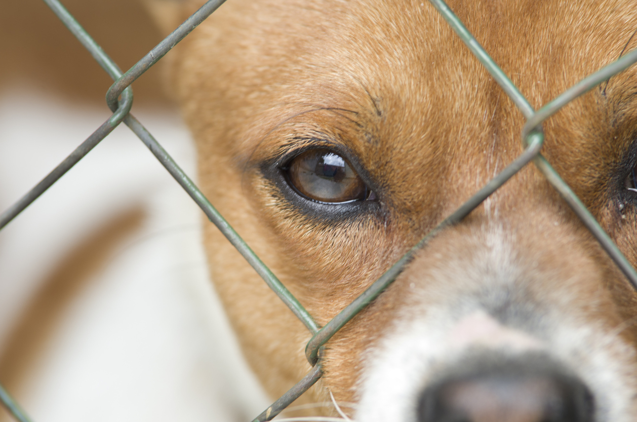 Best Animal Shelters in Northern Virginia