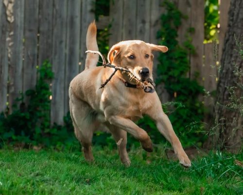 running dog at Sterling carrying a twigs