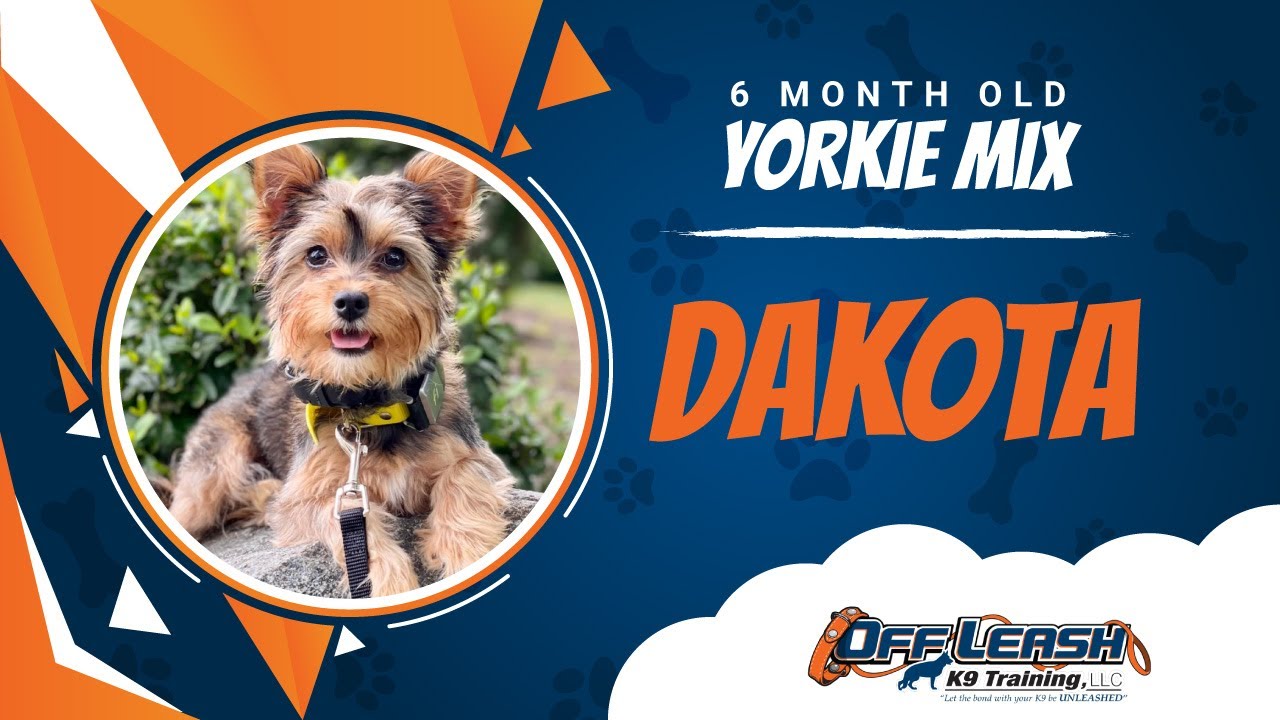 Sterling Dog Trainers | Off Leash K9 Training Of NoVA