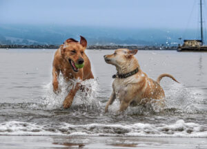 Places To Take Your Dog Swimming in Northern Virginia