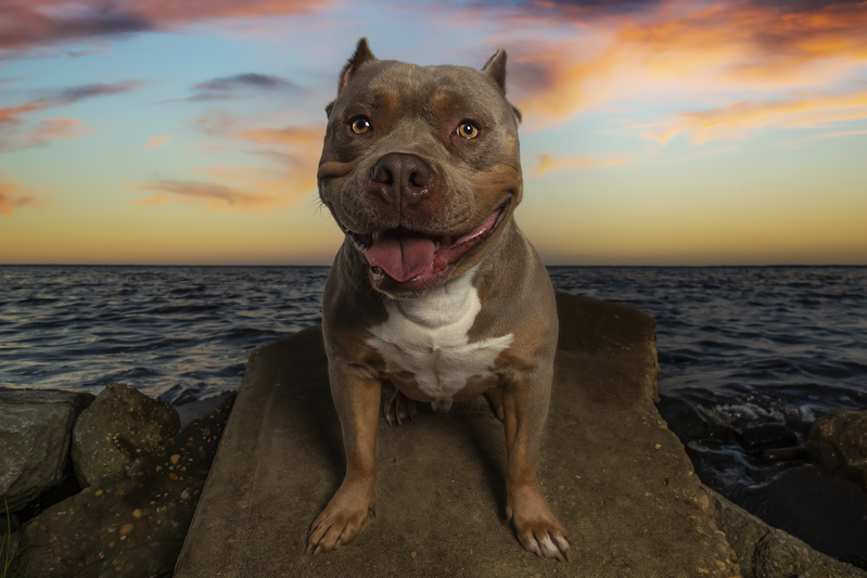 Best Pit Bull Rescues in Northern Virginia