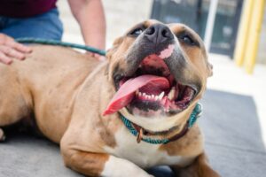 Pit Bull Rescues In Northern Virginia - The Top 9 List