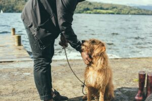 Best Dog Walkers in Northern Virginia