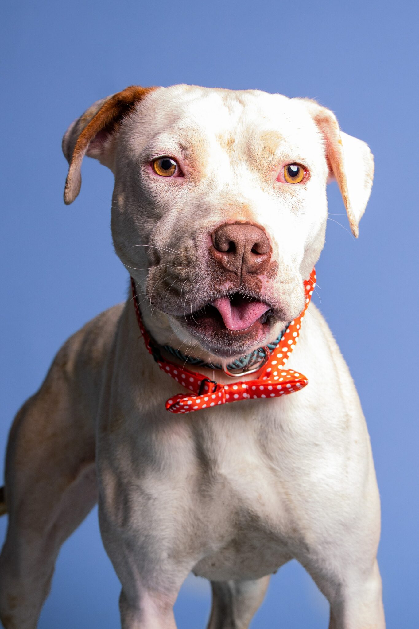 Pit Bull Rescues In Northern Virginia The Top 9 List