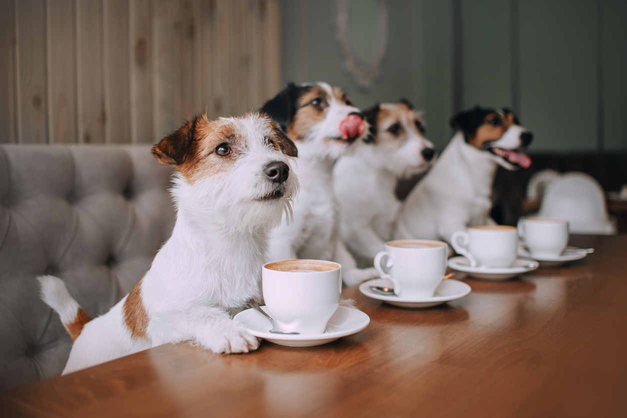 Dog Friendly Coffee Shops in Northern Virginia