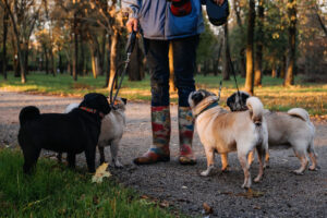 Pet sitting is thriving in Northern Virginia, with more and more dog owners turning to these professionals to care for their pets when they can’t do that. If you are considering hiring one, here are the best dog sitters in Northern Virginia.