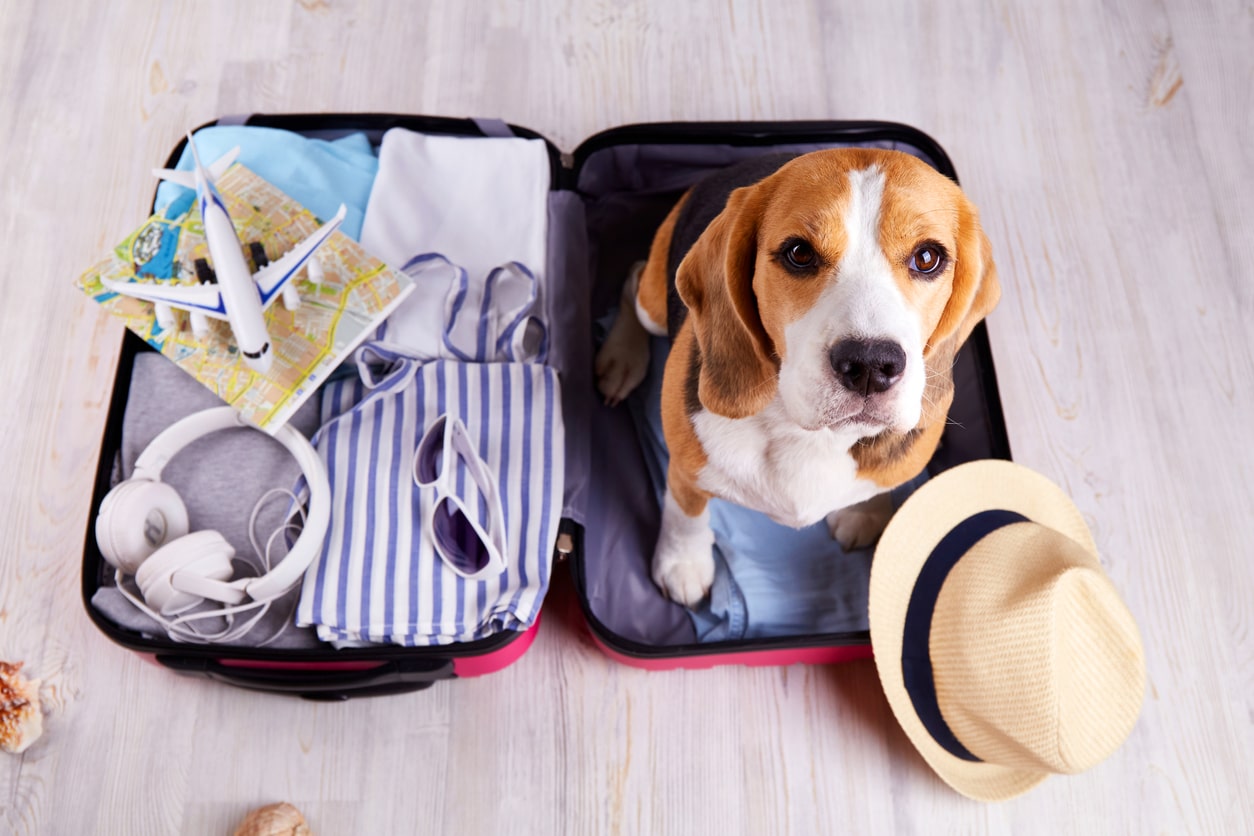 Dog Friendly Vacation Rentals in Northern Virginia