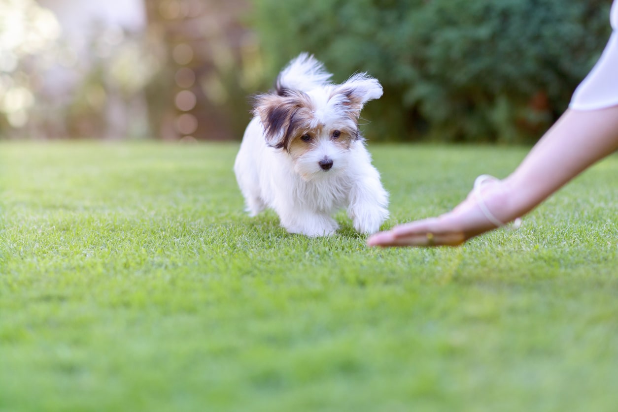 Puppy Obedience Training in Northern Virginia