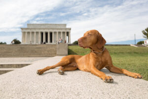 Dog-Friendly Monuments and Attractions in Washington DC and Northern Virginia