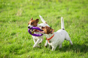 Group vs. Private Dog Training