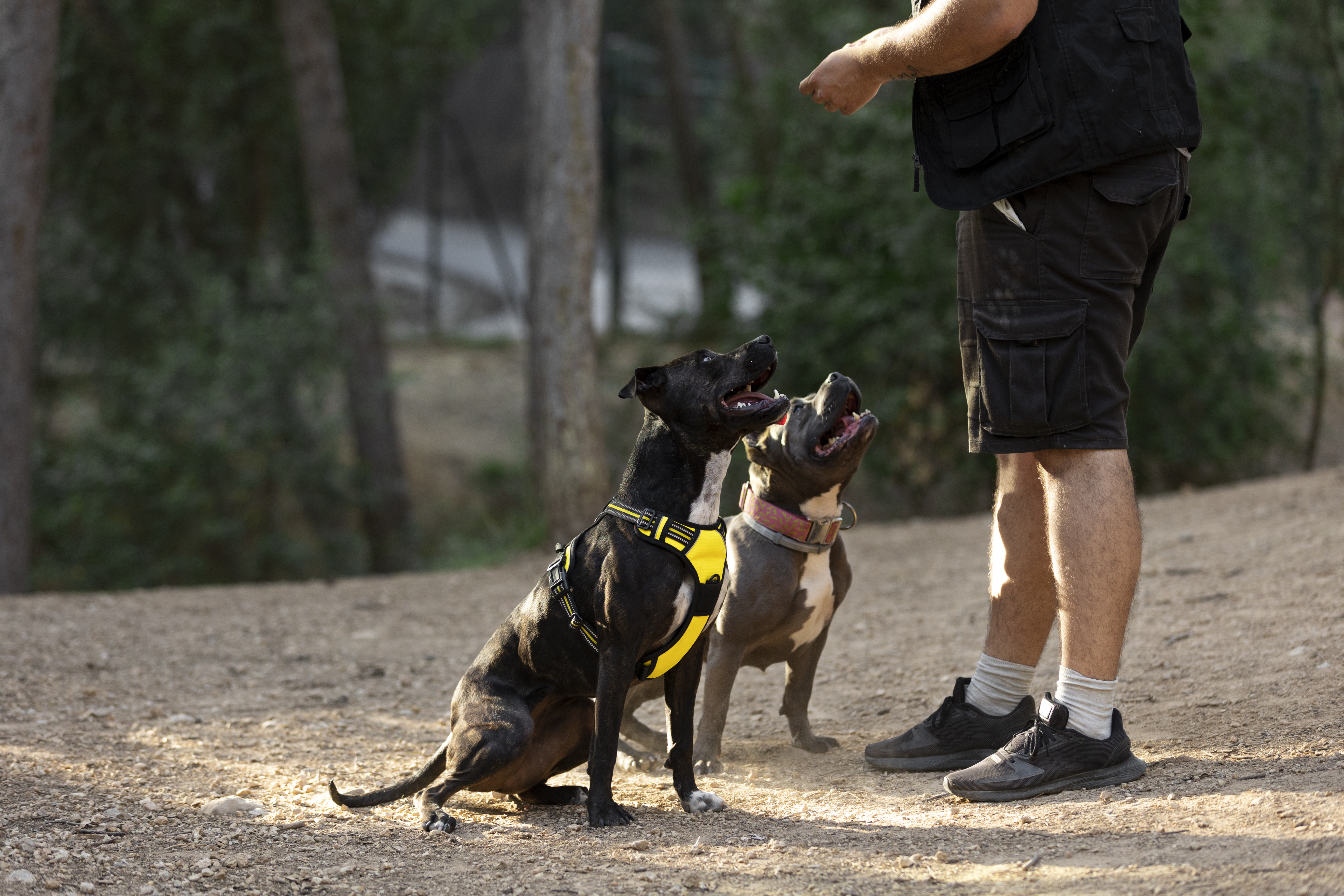 Train Multiple Dogs at On