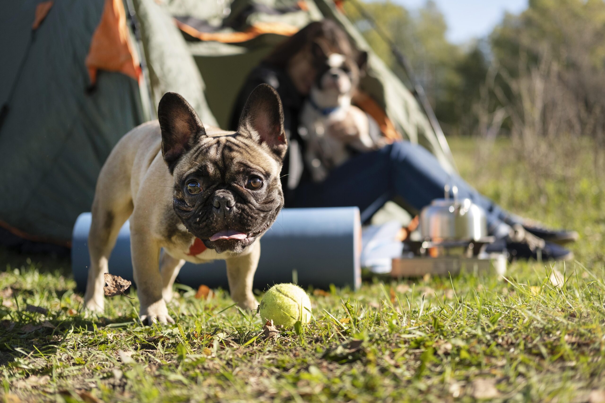 Camping With Dogs