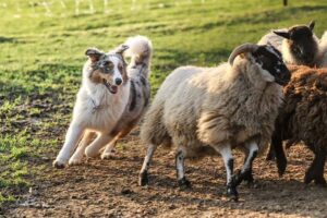 herding dog guiding sheep across a grassy field