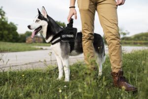 E-Collar Training
