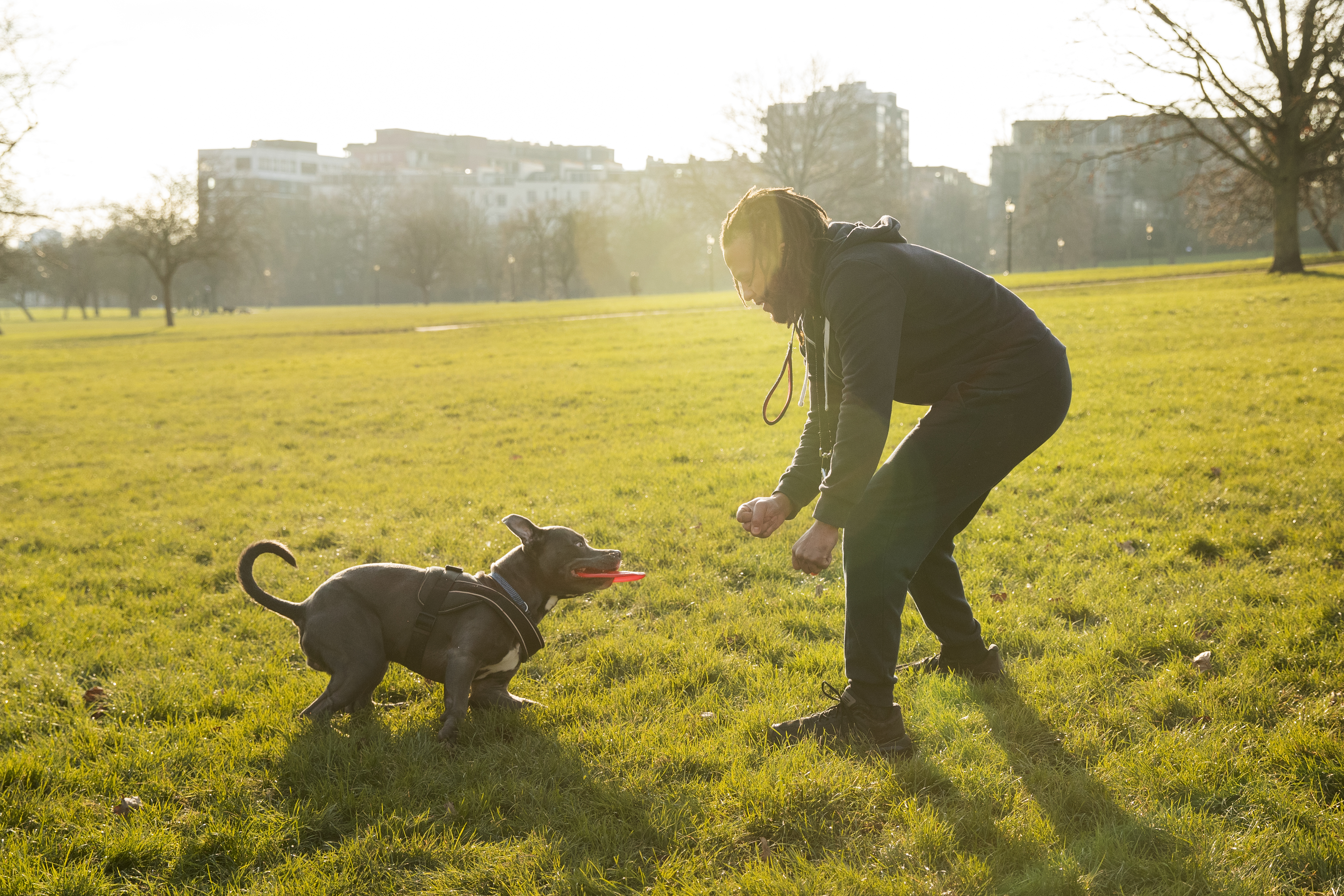 Early Training Affect a Dog’s Behavior in Old Age