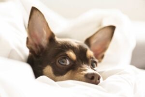 Signs of Stress in Your Dog During Training