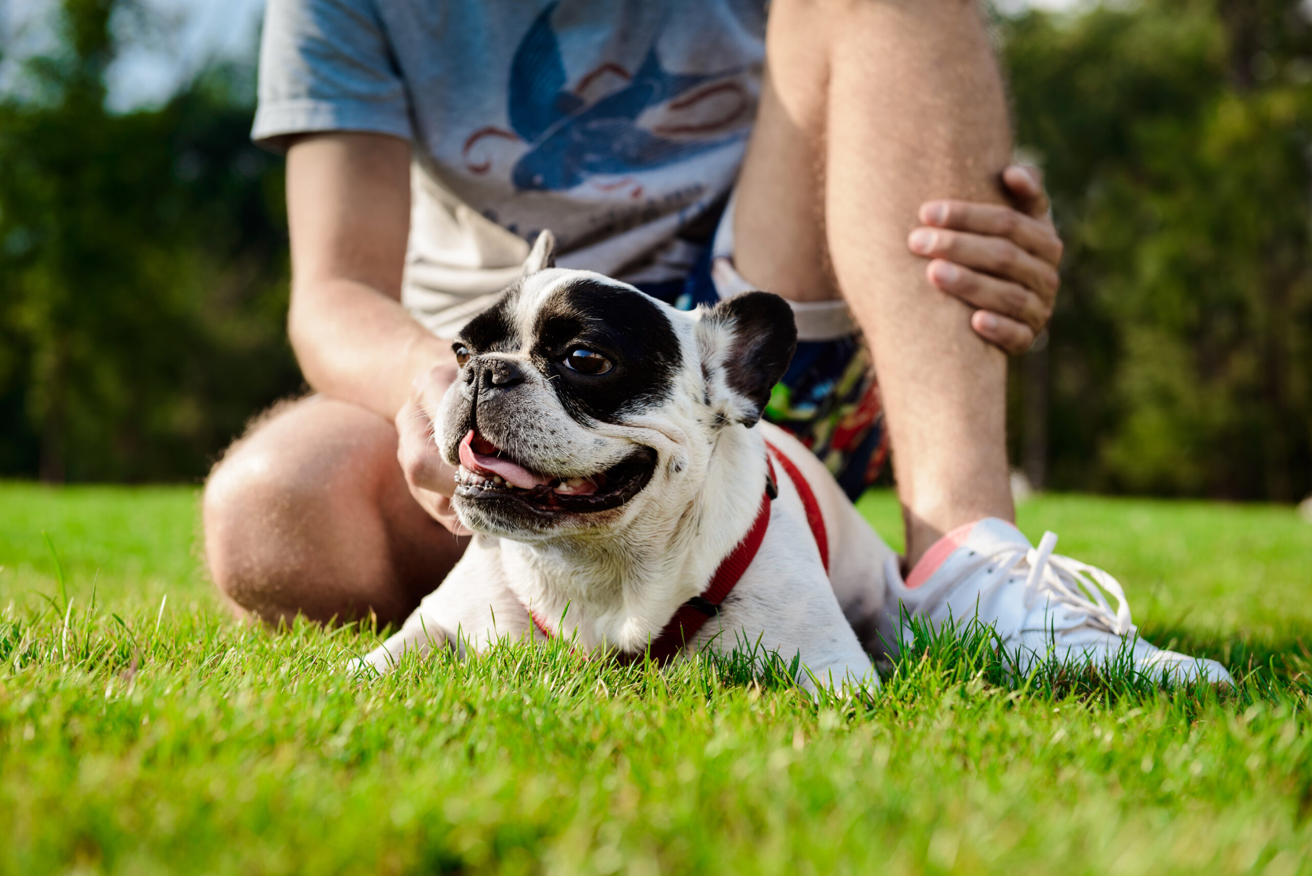 Dog Training