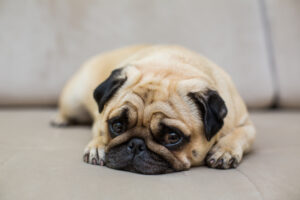 Signs of Stress in Your Dog During Training