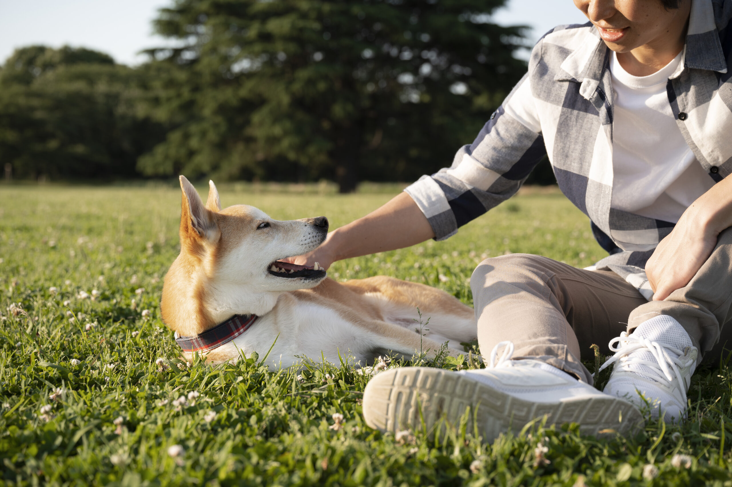 Backyard Tracking Games for Dogs