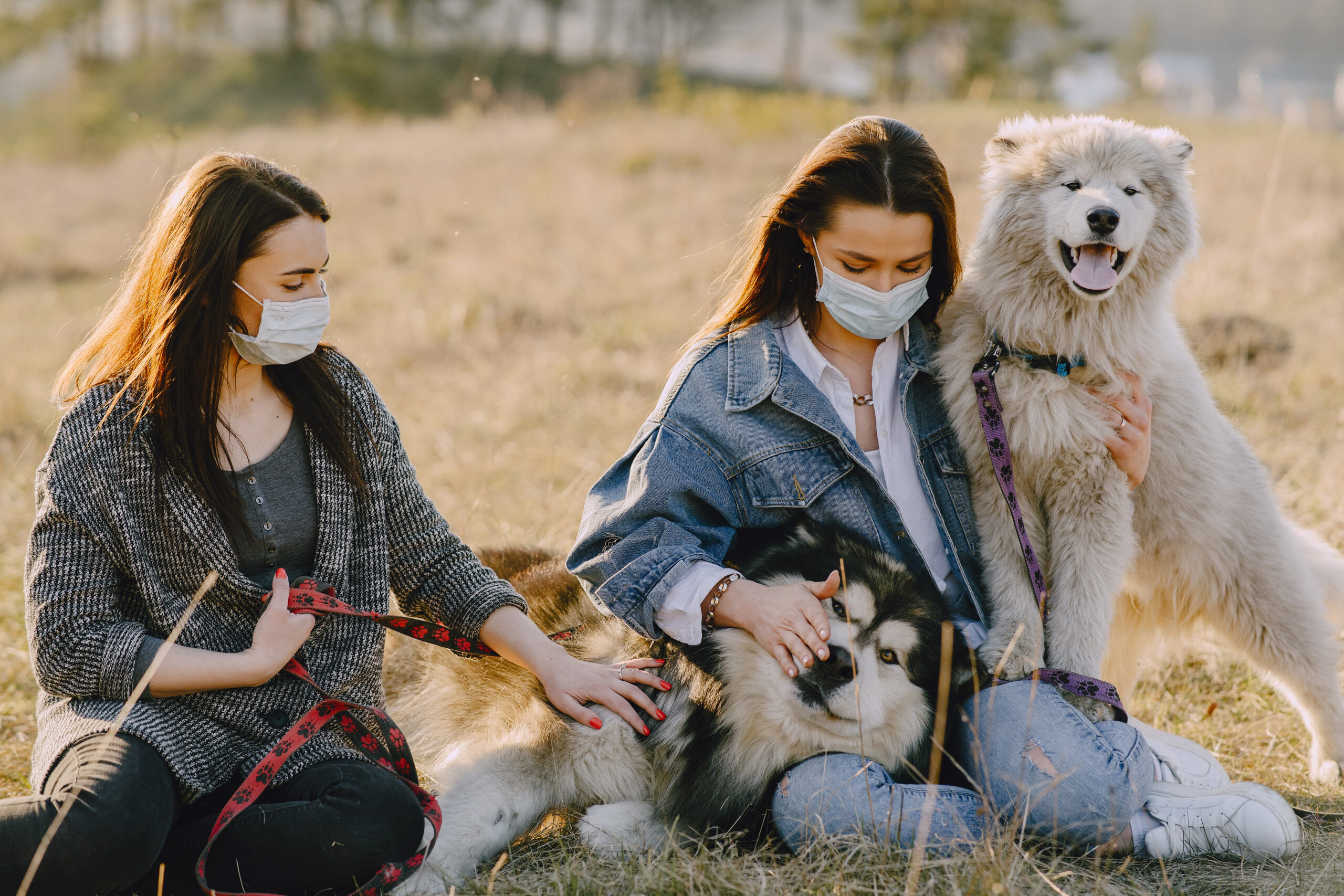 Training Rescue Dogs to Build Trust