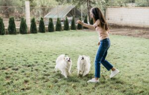 Dog Training
