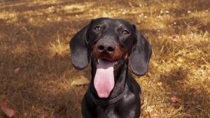 Stubborn Breeds Like Bulldogs or Dachshunds