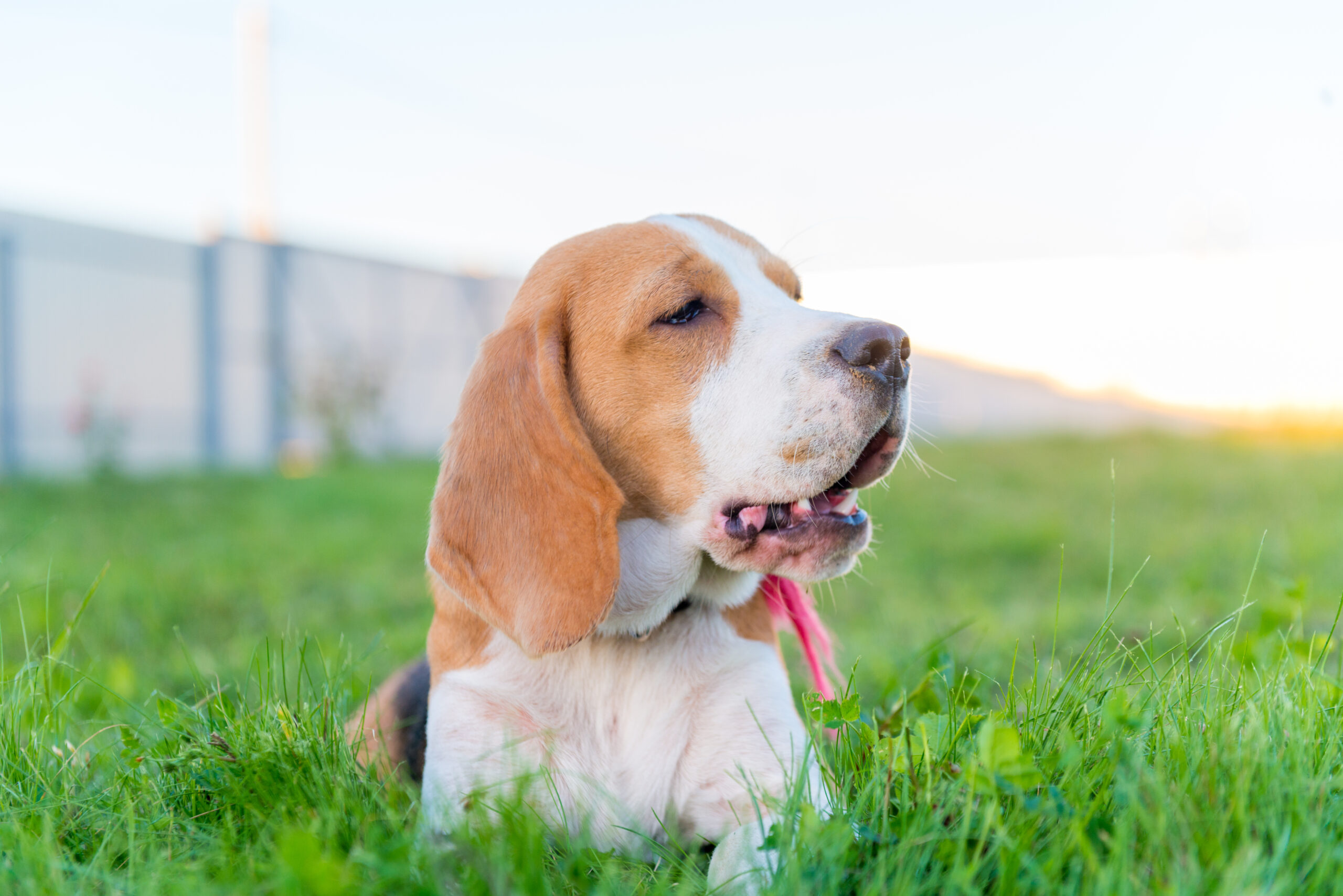 Training Dogs for Routine Changes
