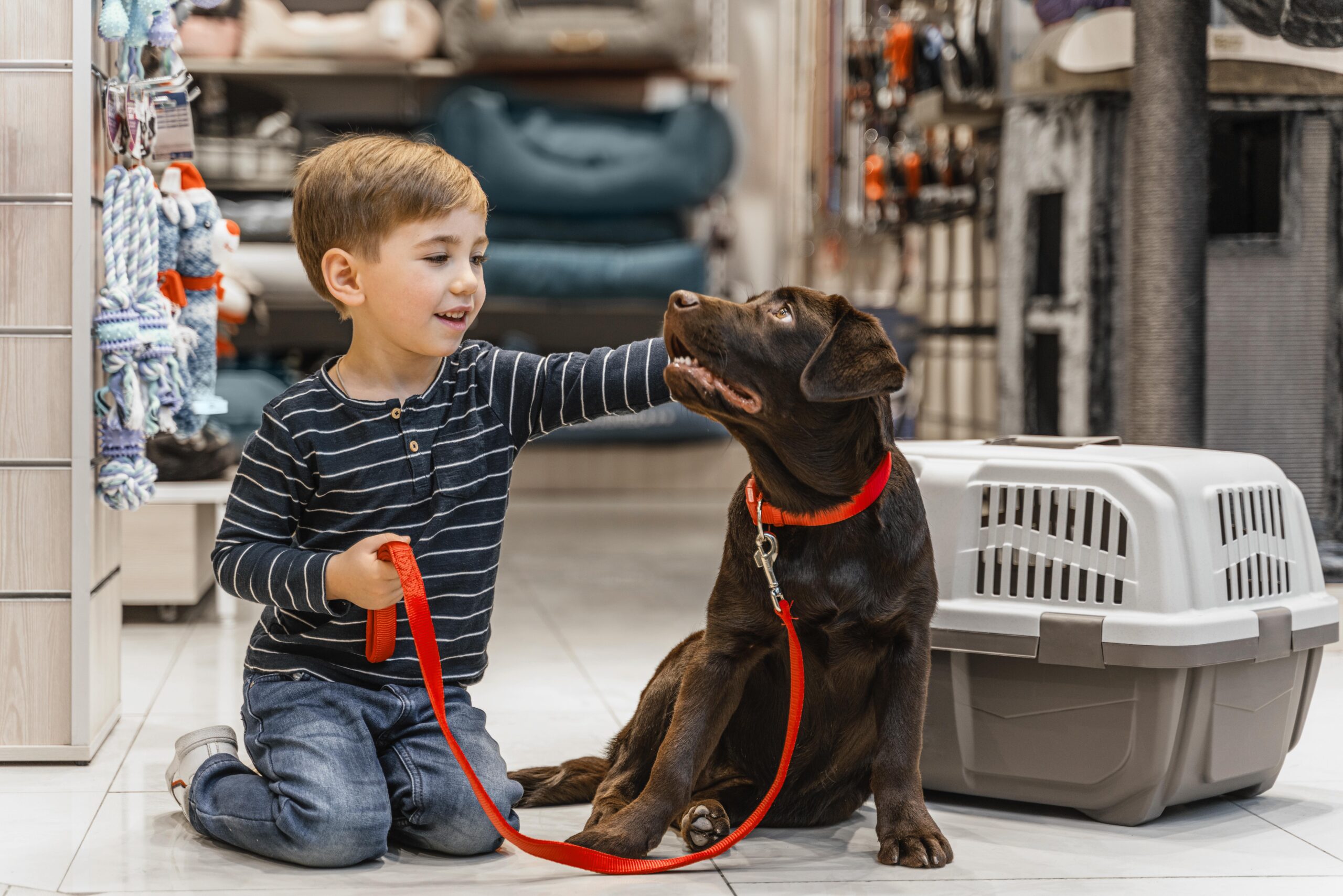 dog training vs dog daycare