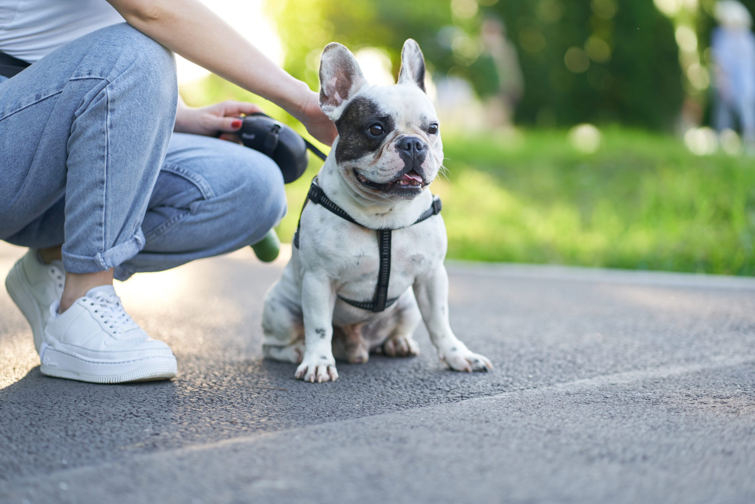 Overtraining Your Dog