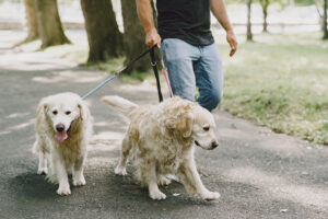 Overtraining Your Dog