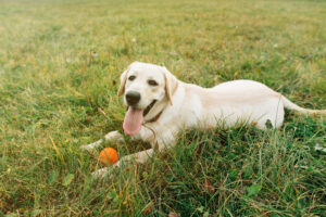 Dog Obedience