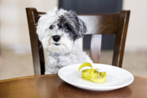 Dog Nutrition