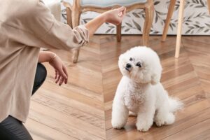 Do dogs have ADHD? Dog focused in indoor training
