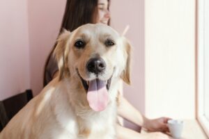 Hyperactivity In Excitable Dogs