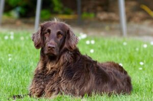 Thick-Coated Dog Breeds