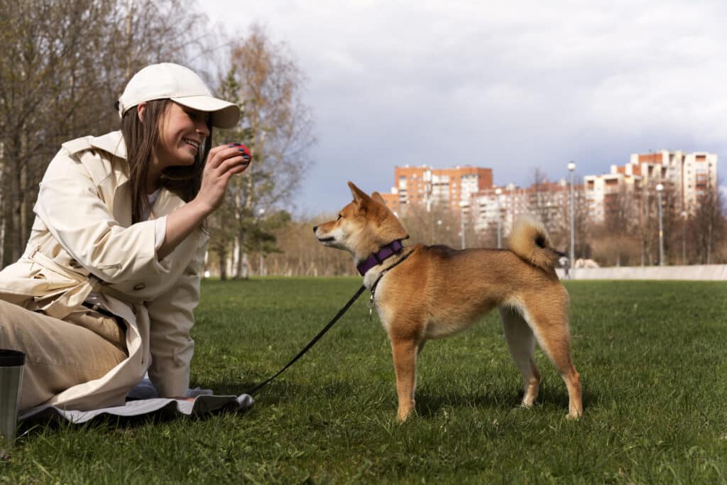 Off Leash K9 Nova Shiba Inu playing with trainer outdoors