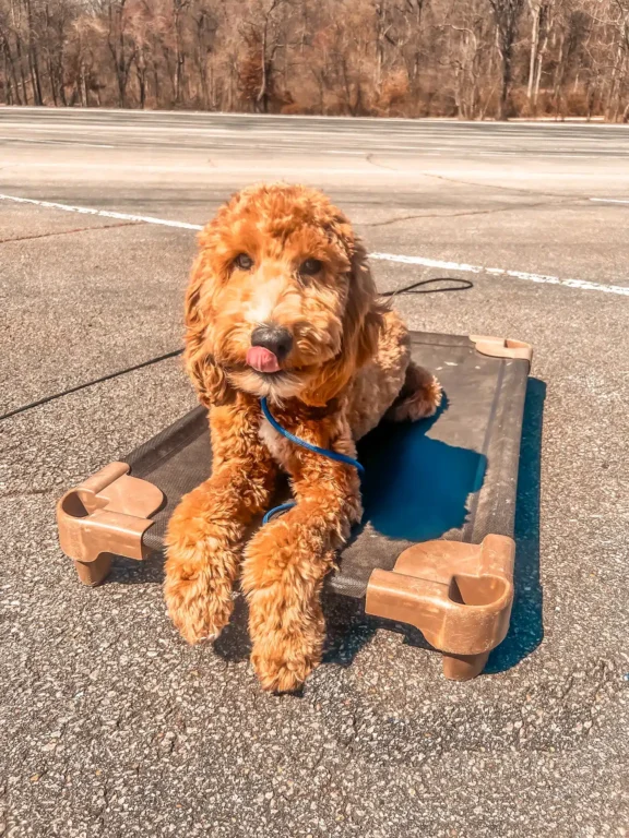 Lainey walking calmly on leash with improved focus after a 2-week board and train program.