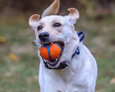 Off Leash K9 Nova dog retrieving ball during training play