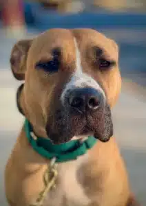 Petunia, a 2-year-old Boxer–Pit mix, reduced lunging and built a stronger obedience foundation with Ian Galliano in Northern Virginia.