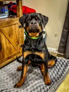 Rottweiler sitting attentively indoors for dog recall training
