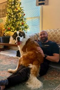 Saint Bernard with owner at home after dog recall training