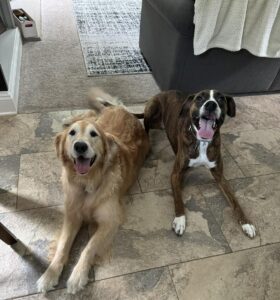Two dogs lying calmly indoors after excitement training