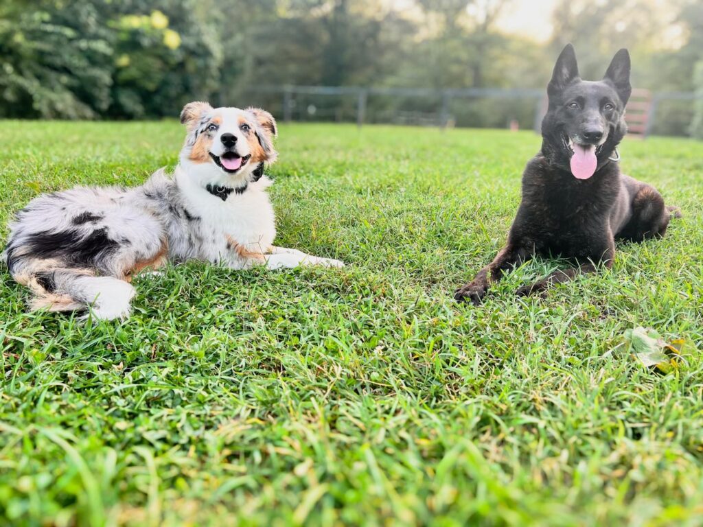 2 dogs lying on green grass