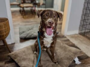 Happy brown dog sitting calmly indoors during training